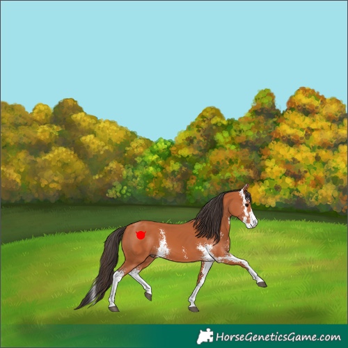 Horse Color:Bay Sabino 