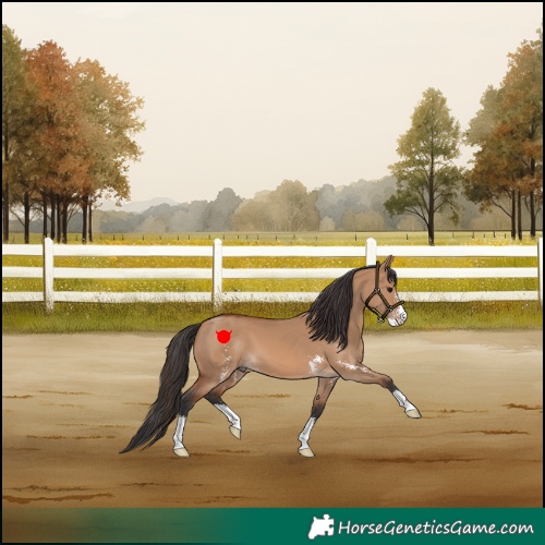 Horse Color:Bay Dun Sabino 