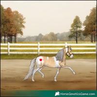 Horse Color:Silver Buckskin Dun Sabino Rabicano 
