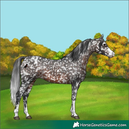 Horse Color:Brown Appaloosa 