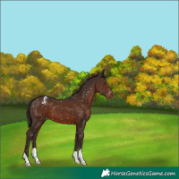 Horse Color:Liver Chestnut Snowflake Varnish