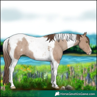 Horse Color:Classic Champagne Tobiano Appaloosa Rabicano
