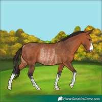 Horse Color:Bay Rabicano 