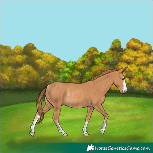 Horse Color:Chestnut Rabicano 