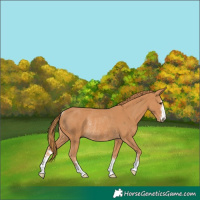 Horse Color:Chestnut Rabicano 