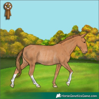 Horse Color:Chestnut Rabicano 