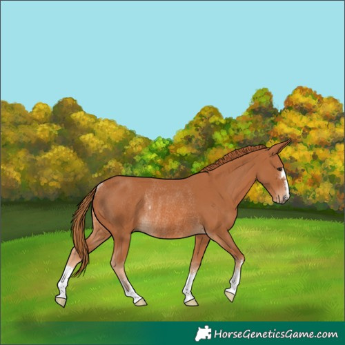 Horse Color:Chestnut Rabicano 
