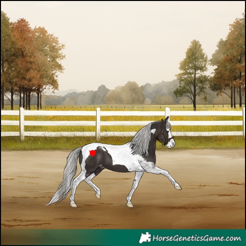 Horse Color:Liver Chestnut Mushroom Splash Tobiano Appaloosa 