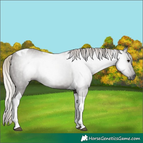 Horse Color:Gray Silver Black Tobiano 