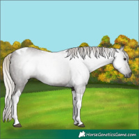 Horse Color:Gray Silver Black Tobiano 