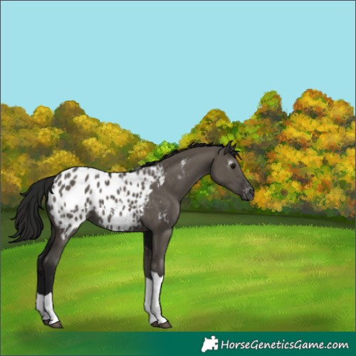 Horse Color:Gray Grullo Tobiano Blanket 