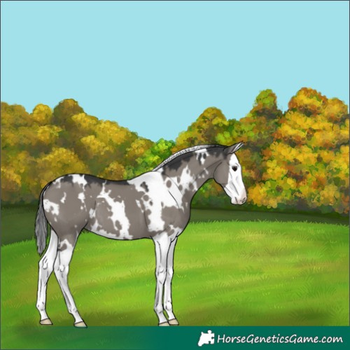 Horse Color:Platinum White Spotted Grullo Splash 