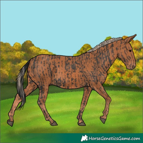 Horse Color:Black  and Chestnut 