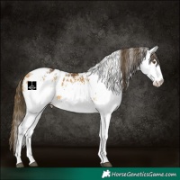 Horse Color:White Spotted Buckskin Blanket 