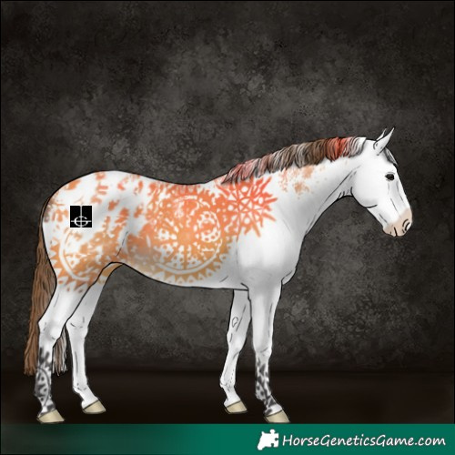 Horse Color:White Spotted Buckskin Blanket 