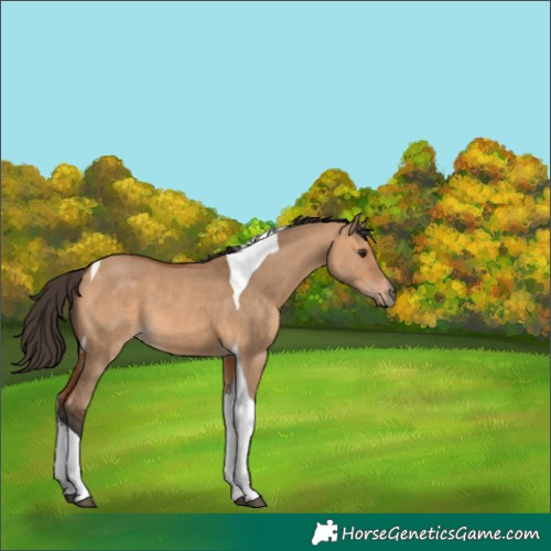 Horse Color:Bay Dun Tobiano 