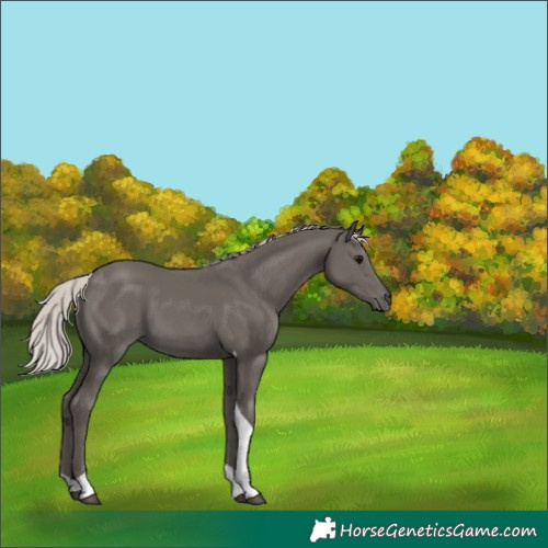 Horse Color:Silver Black Tobiano 