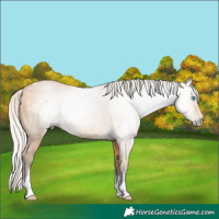 Horse Color:Gray Silver Buckskin Pearl Tobiano 
