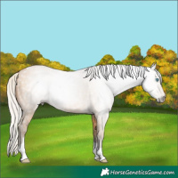 Horse Color:Gray Silver Buckskin Pearl Tobiano 