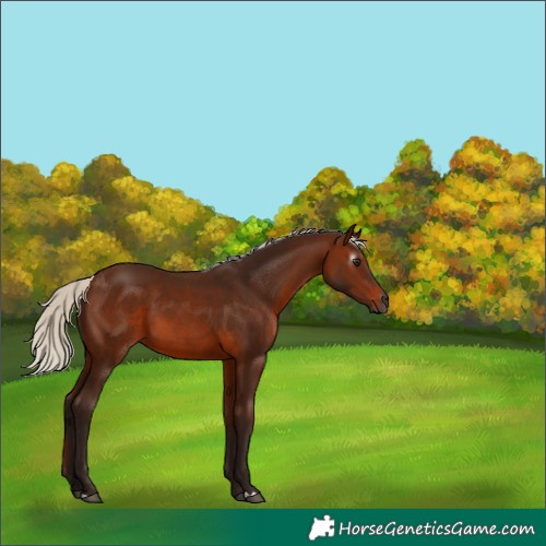 Horse Color:Gray Silver Bay 