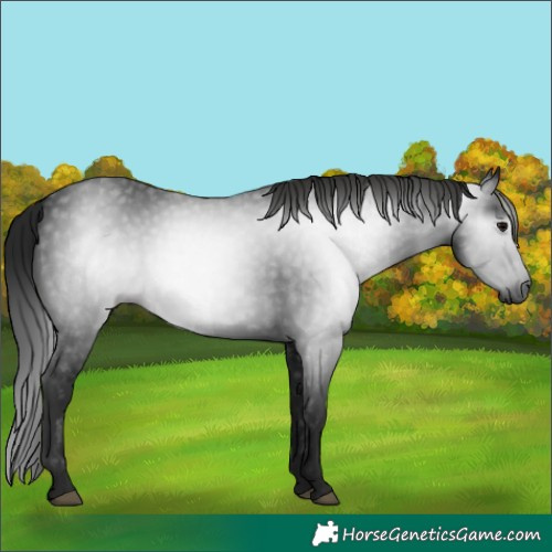 Horse Color:Gray Black 