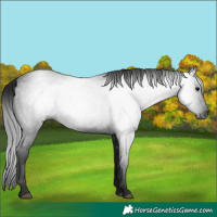 Horse Color:Gray Black 