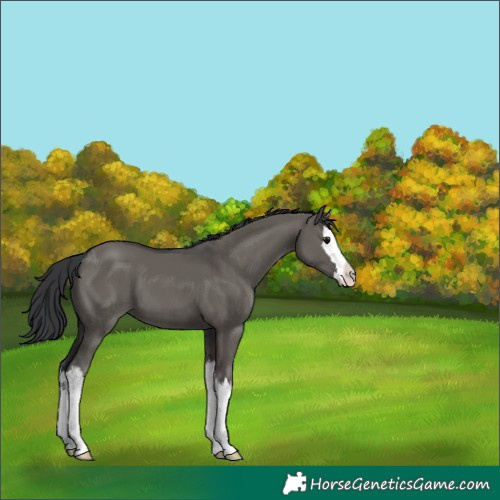 Horse Color:Grullo Splash 
