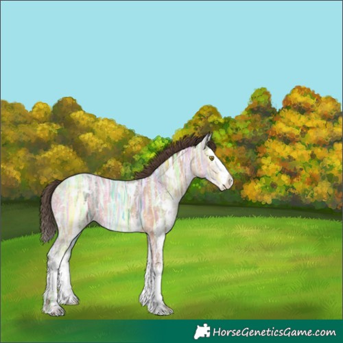 Horse Color:White Spotted Amber Champagne Ice Splash 