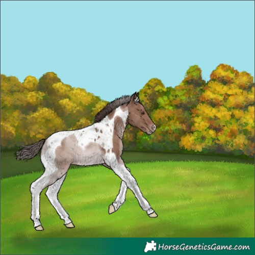 Horse Color:Classic Champagne Tobiano 