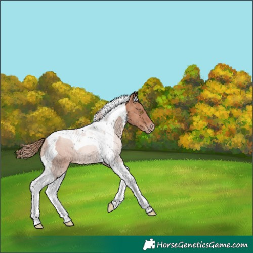 Horse Color:Gold Champagne Tobiano 