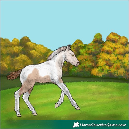 Horse Color:Gold Champagne Dun Tobiano 