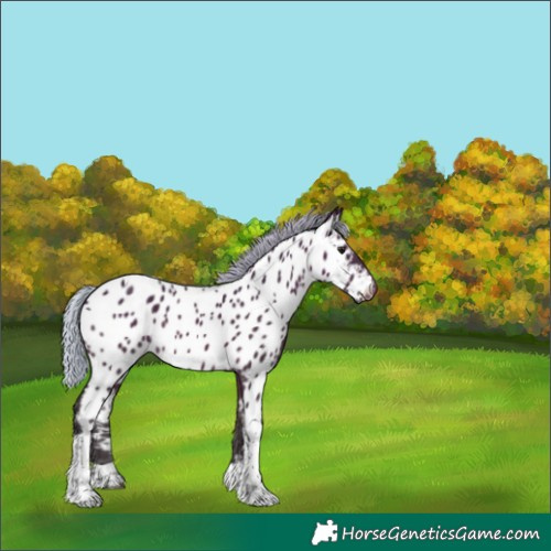 Horse Color:Silver Brown Tobiano Appaloosa 