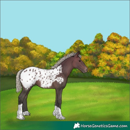 Horse Color:Silver Brown Tobiano Blanket 