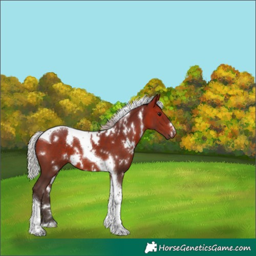 Horse Color:White Spotted Silver Bay Tobiano 