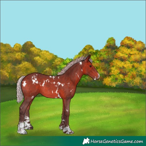 Horse Color:White Spotted Silver Brown Sabino Rabicano 