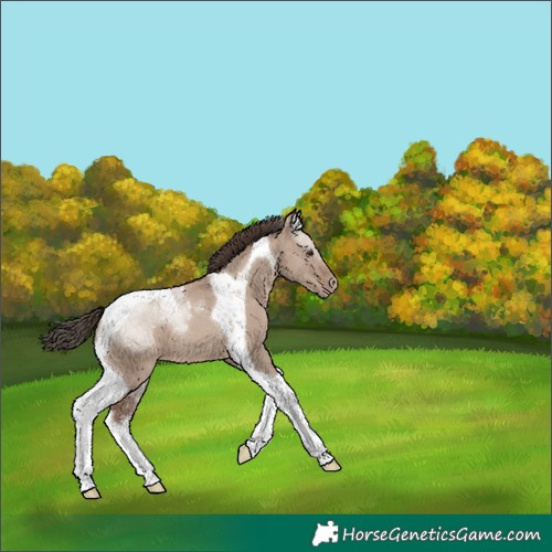 Horse Color:Classic Champagne Dun Tobiano 