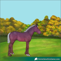 Horse Color:Silver Bay 