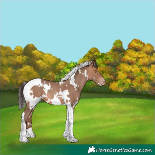 Horse Color:White Spotted Sable Champagne Tobiano 