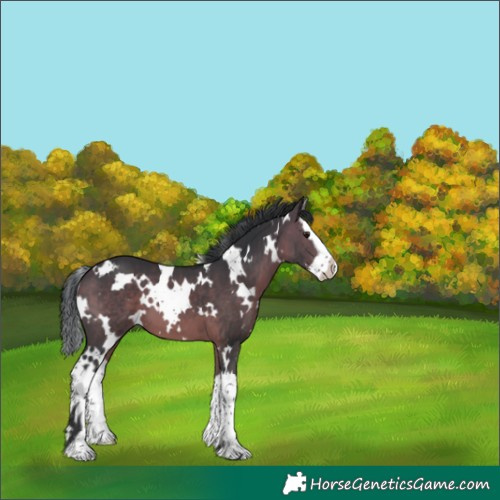 Horse Color:White Spotted Bay Splash 