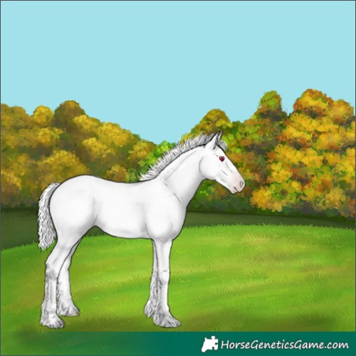 Horse Color:Gold Champagne Chinchilla Dun Tobiano 