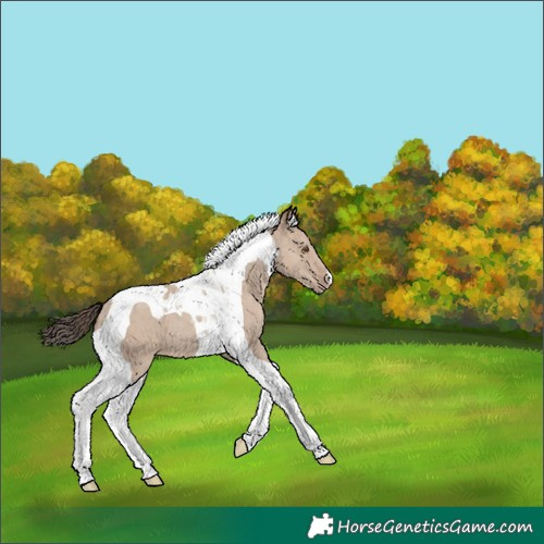 Horse Color:Classic Champagne Dun Tobiano 