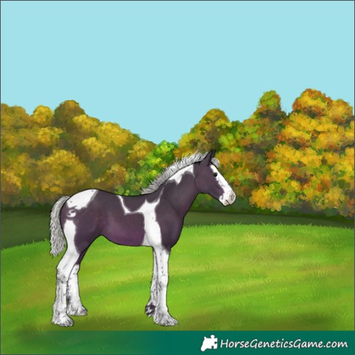 Horse Color:Silver Brown Splash Tobiano 