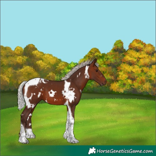 Horse Color:White Spotted Silver Brown Tobiano 
