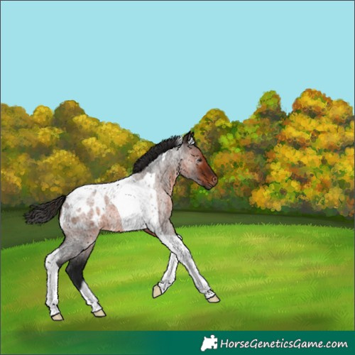 Horse Color:Gray Bay Roan Tobiano Appaloosa 