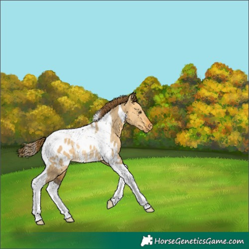 Horse Color:Buckskin Dun Tobiano Appaloosa Rabicano 