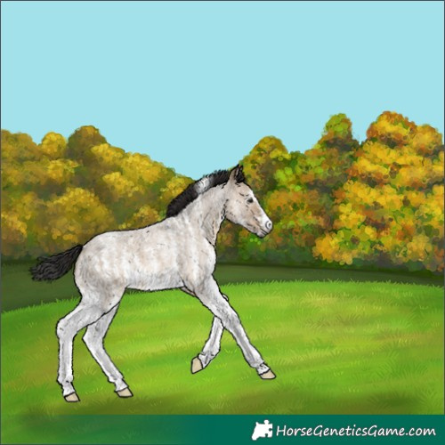 Horse Color:Gray Brown Roan Dun Sabino Appaloosa 