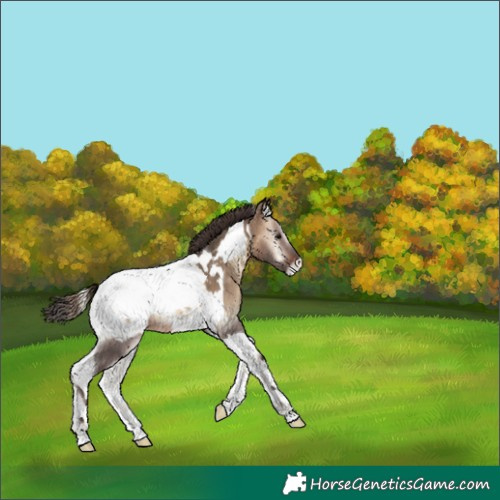 Horse Color:Bay Onyx Tobiano Appaloosa 