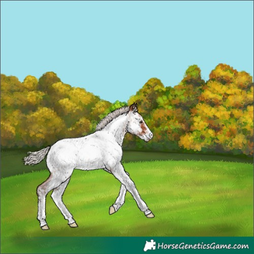 Horse Color:White Spotted Silver Bay Roan Appaloosa 