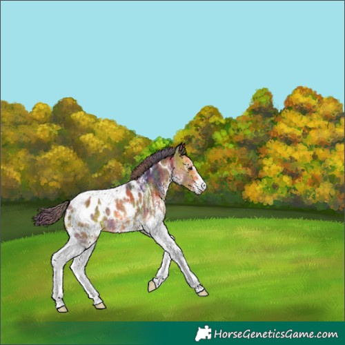 Horse Color:Nacre White Spotted Buckskin Tobiano Appaloosa 