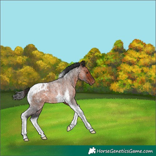 Horse Color:Brown Roan Tobiano Varnish 